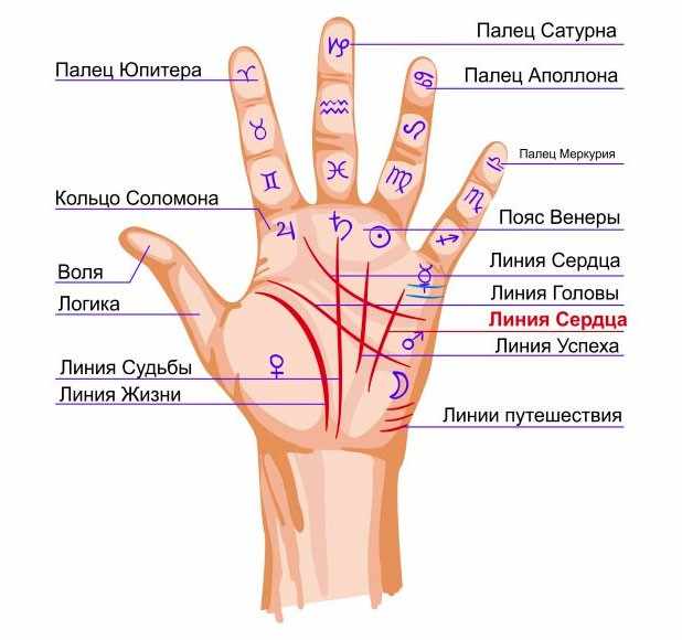 Значение линий на ладони правой и левой руки для женщин и мужчин. Хиромантия в картинках доступным языком с фото