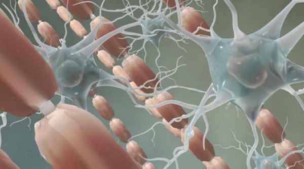 Нервные клетки и волокна